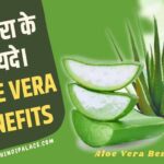 एलोवेरा के फायदे - Aloe Vera Benefits in Hindi।