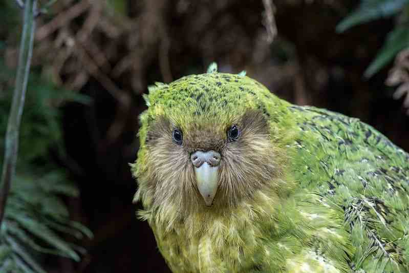  kakapo-sinbad