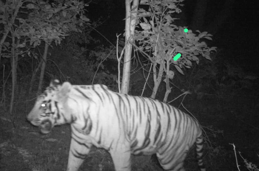 tiger in plamu