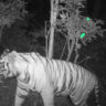 tiger in plamu